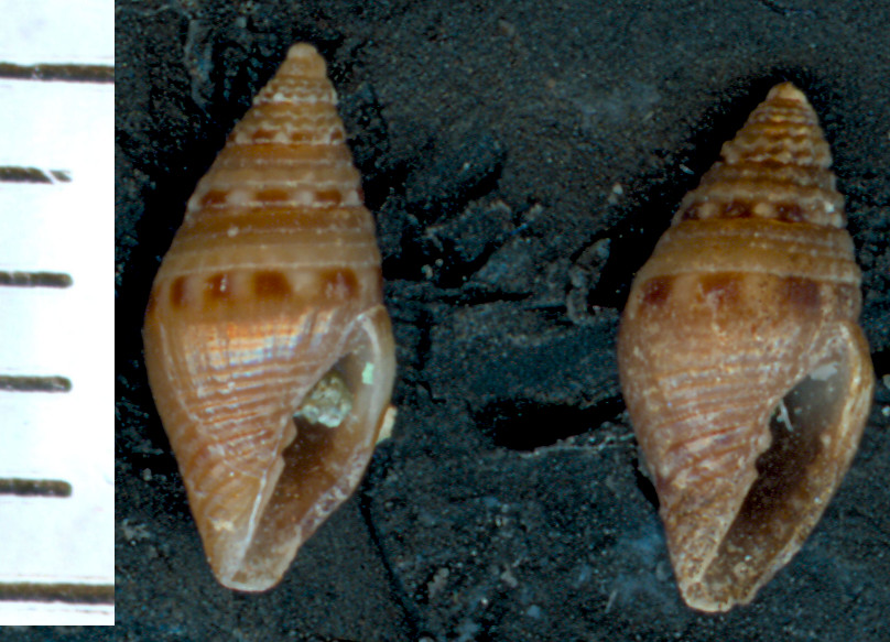 Mitromorpha sp1 (karpatoensis ?)